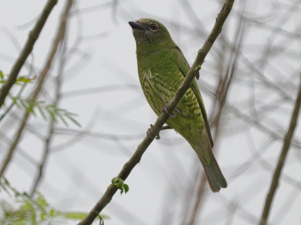 Zwaluwtangare (Tersina viridis)